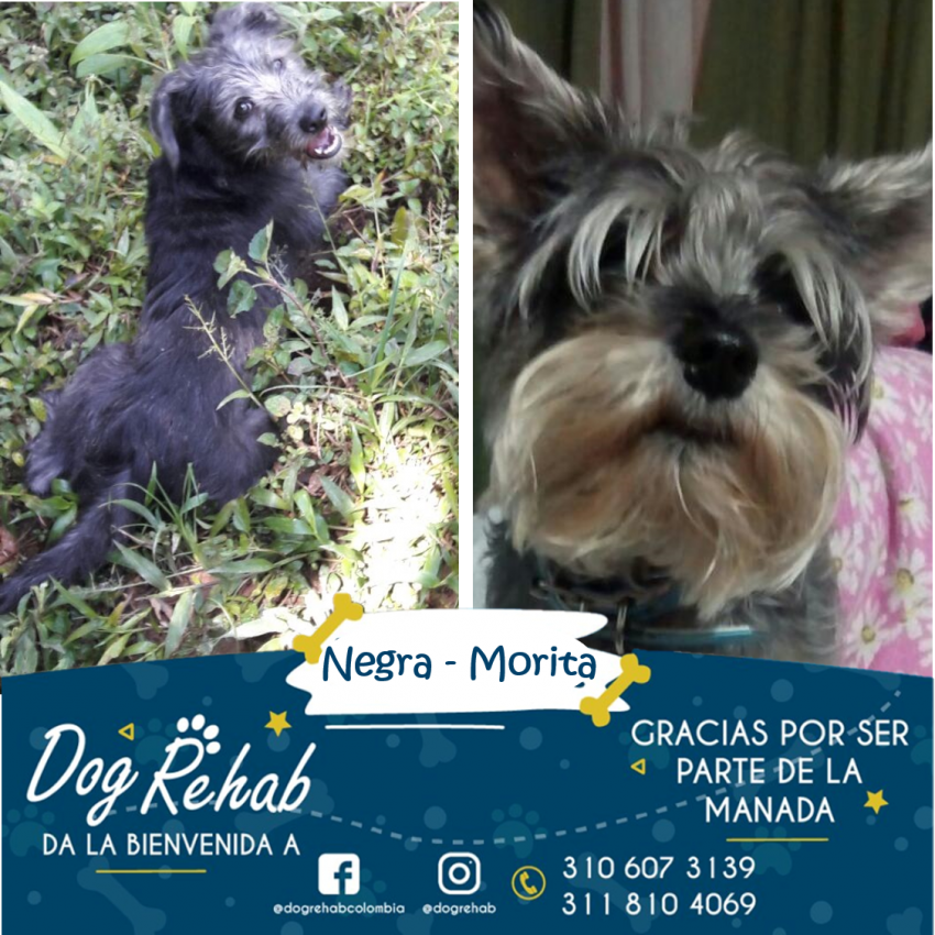 Bienvenidas Negra y Morita