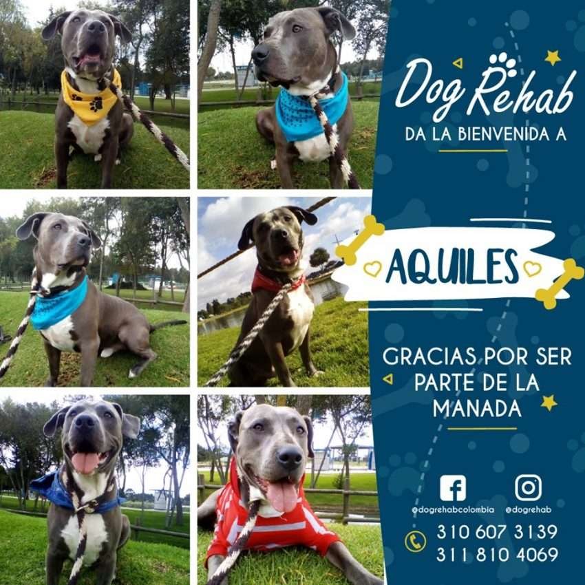 Bienvenido Aquiles
