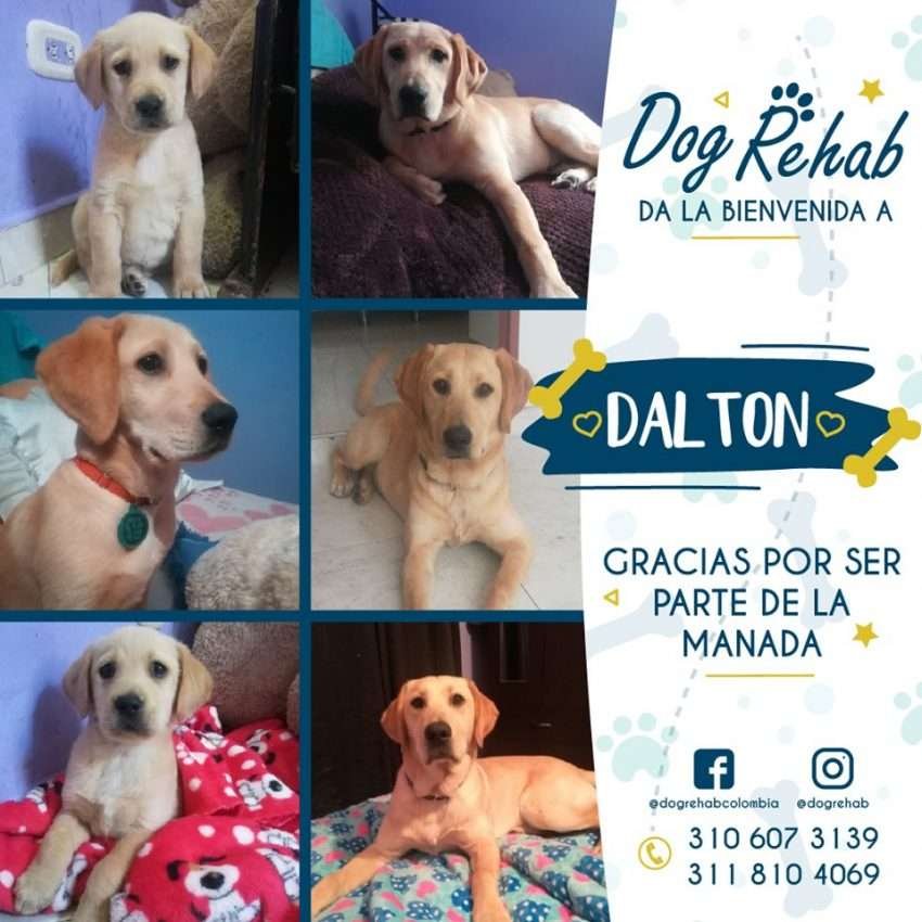 Bienvenido Dalton