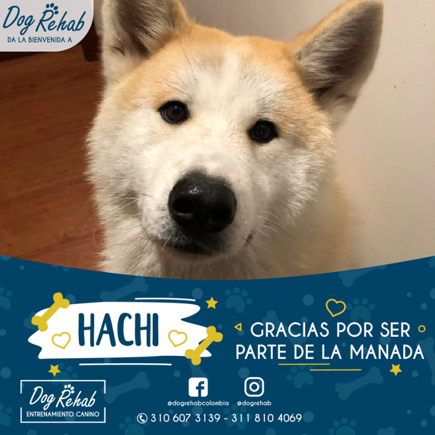 Bienvenido Hachi