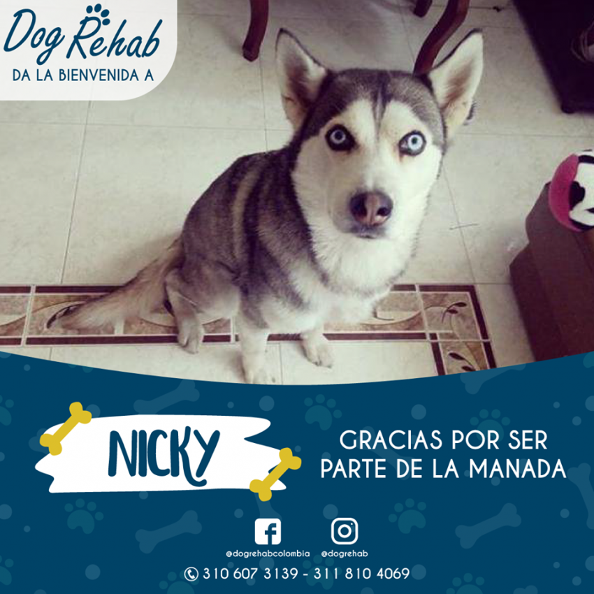 Bienvenido Nicky