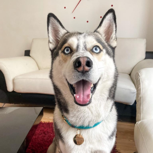 Conoce al Husky Siberiano…