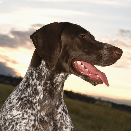 Conoce al Pointer Alemán…